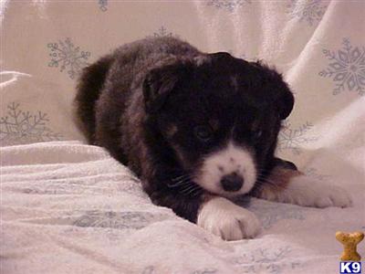 Miniature Australian Shepherd Puppies for Sale
